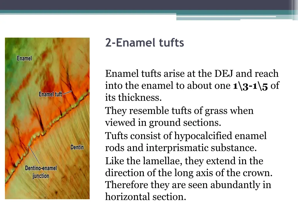 2 enamel tufts