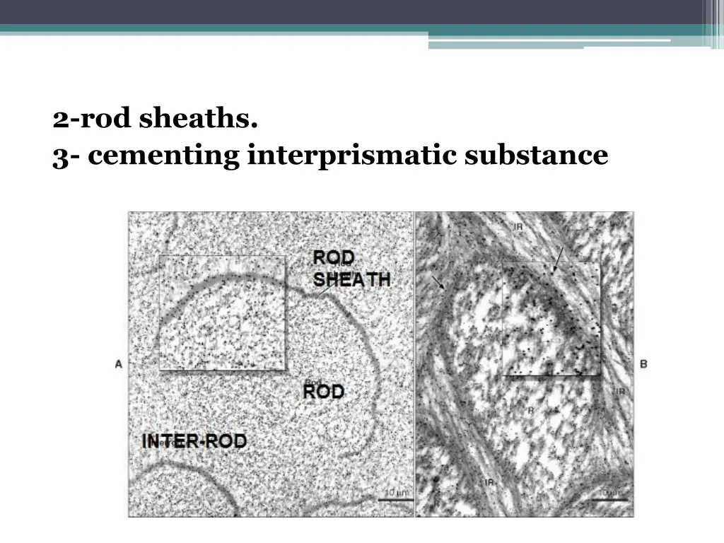 2 rod sheaths 3 cementing interprismatic substance