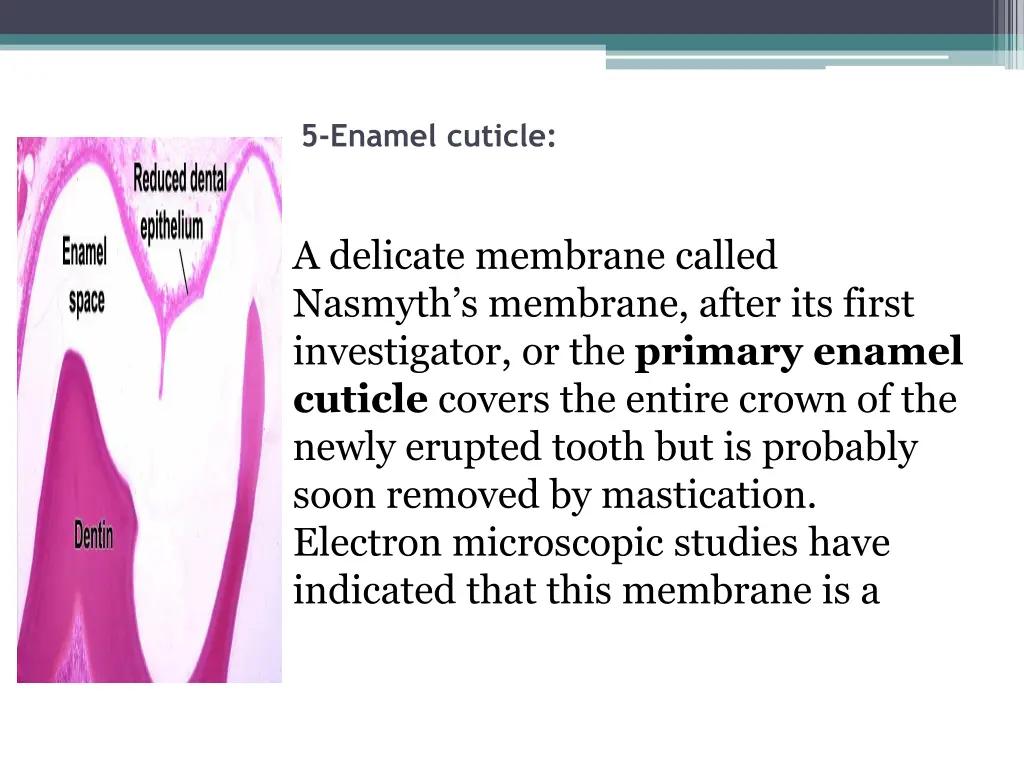 5 enamel cuticle