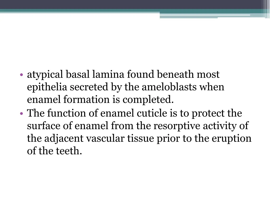 atypical basal lamina found beneath most