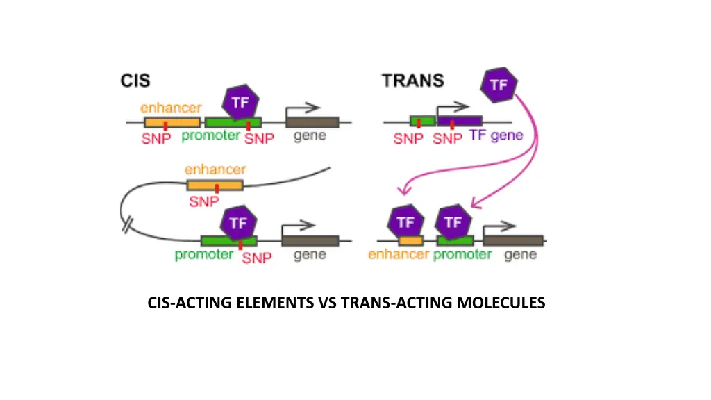 cis acting elements vs trans acting molecules