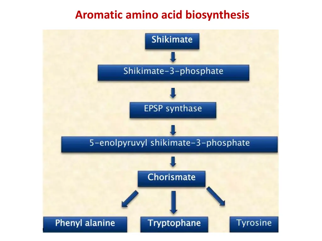 aromatic amino acid biosynthesis