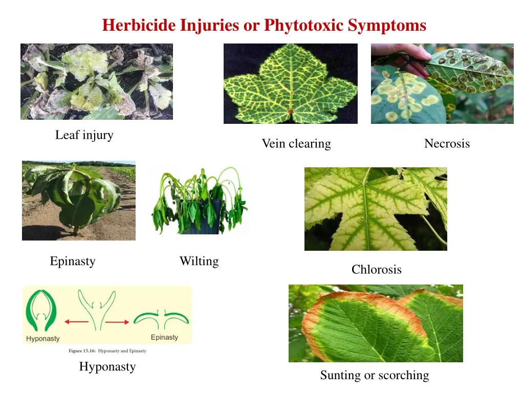 herbicide injuries or phytotoxic symptoms