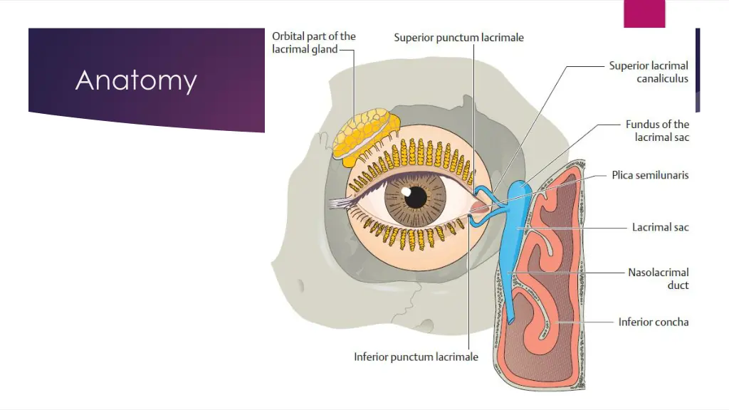 anatomy