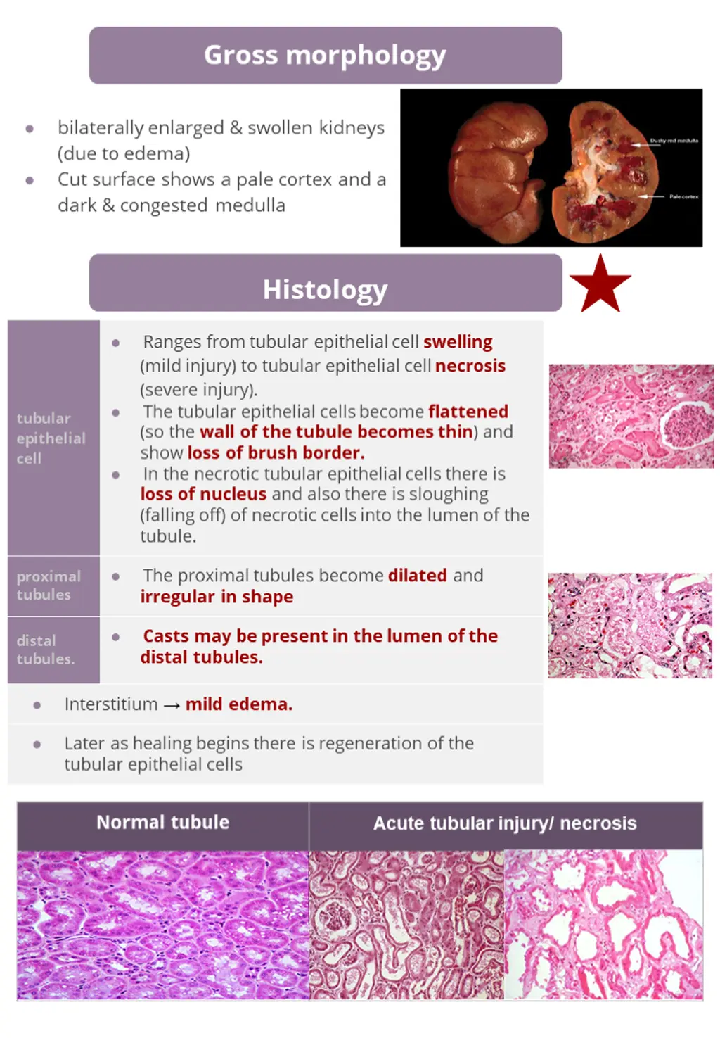 gross morphology