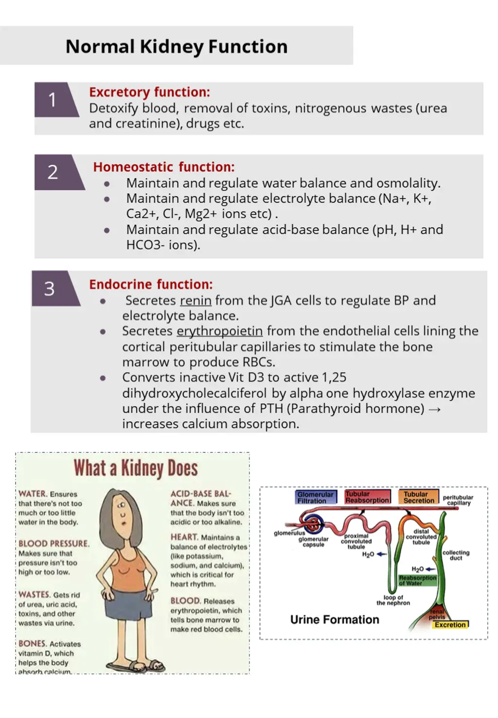 normal kidney function