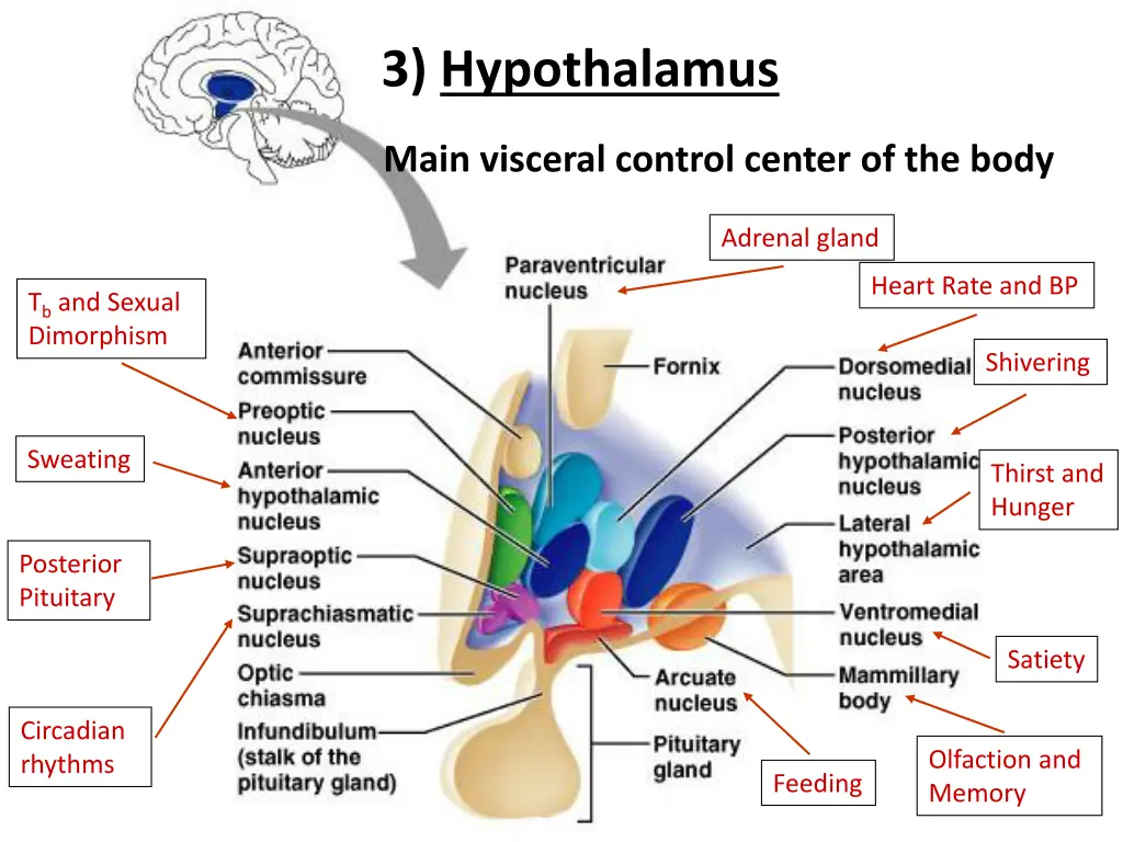 3 hypothalamus