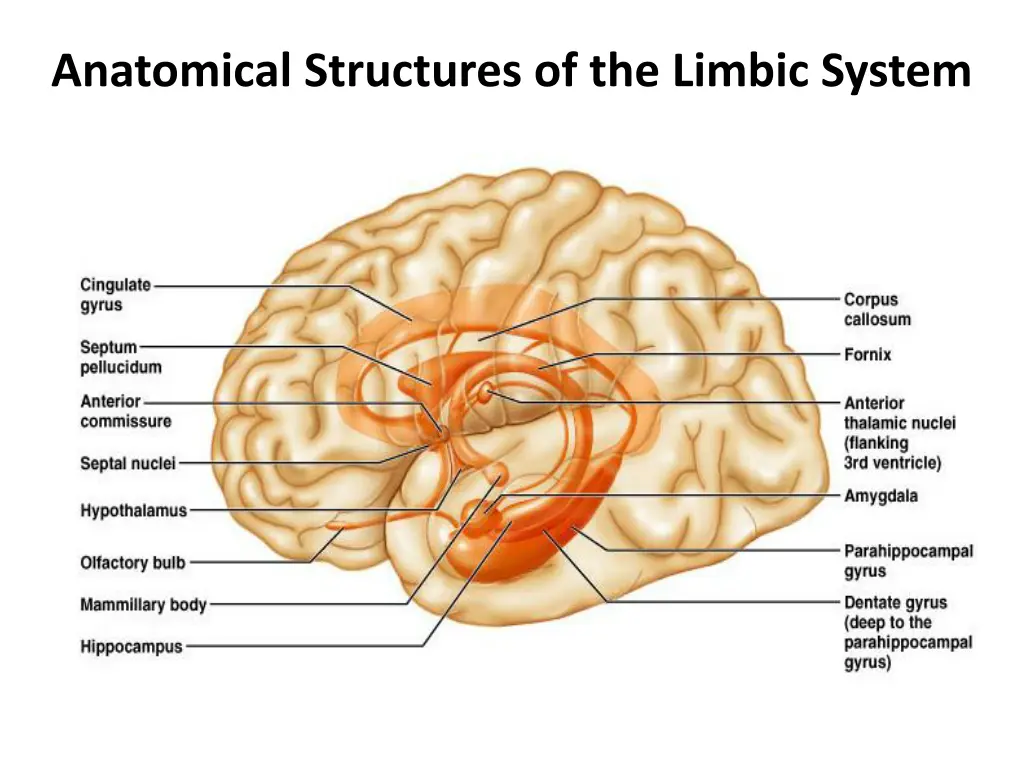 anatomical structures of the limbic system