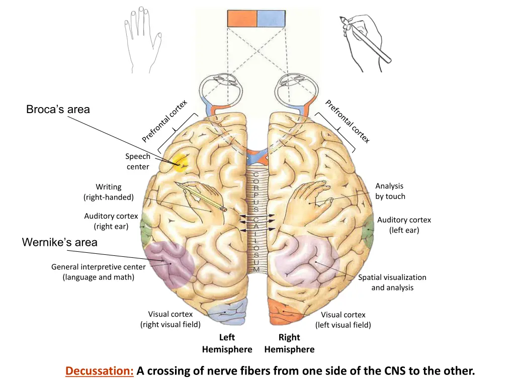 broca s area