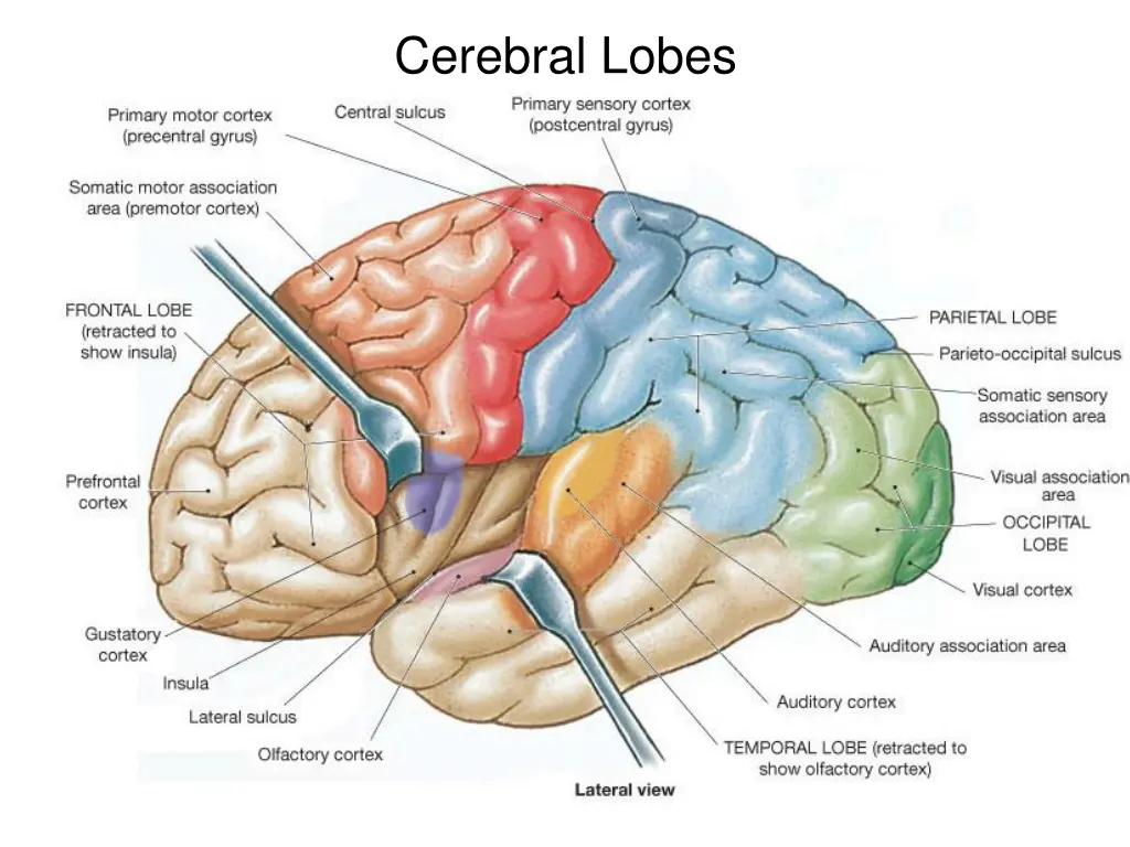 cerebral lobes