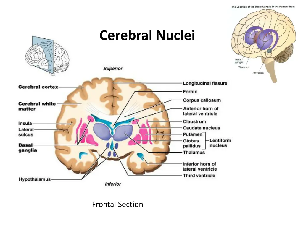 cerebral nuclei