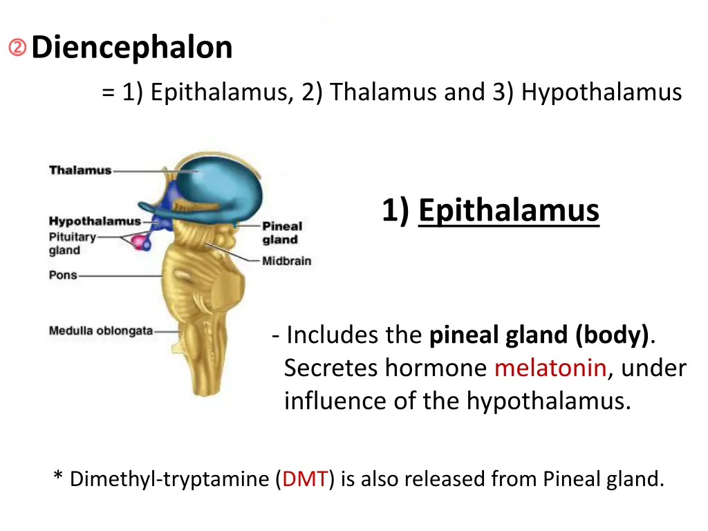 diencephalon 1 epithalamus 2 thalamus