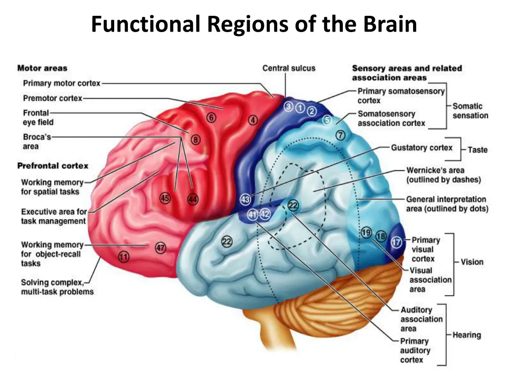 functional regions of the brain