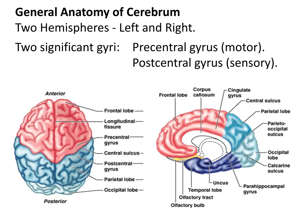 general anatomy of cerebrum two hemispheres left