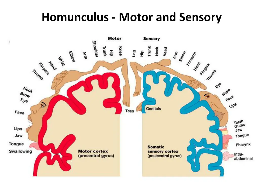 homunculus motor and sensory