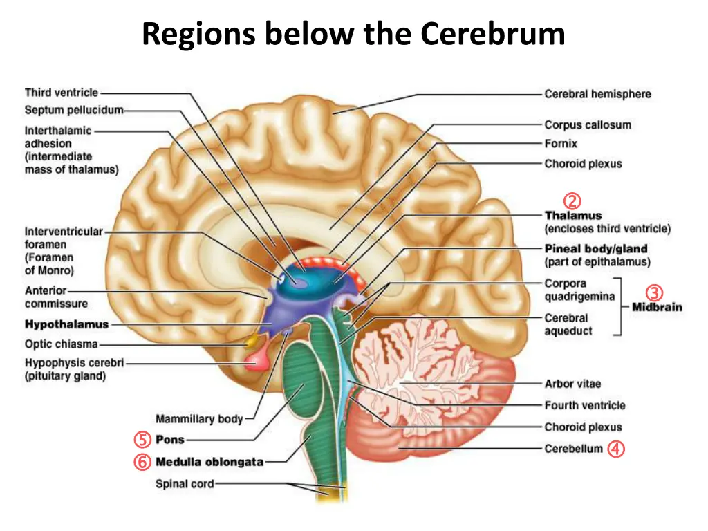 regions below the cerebrum