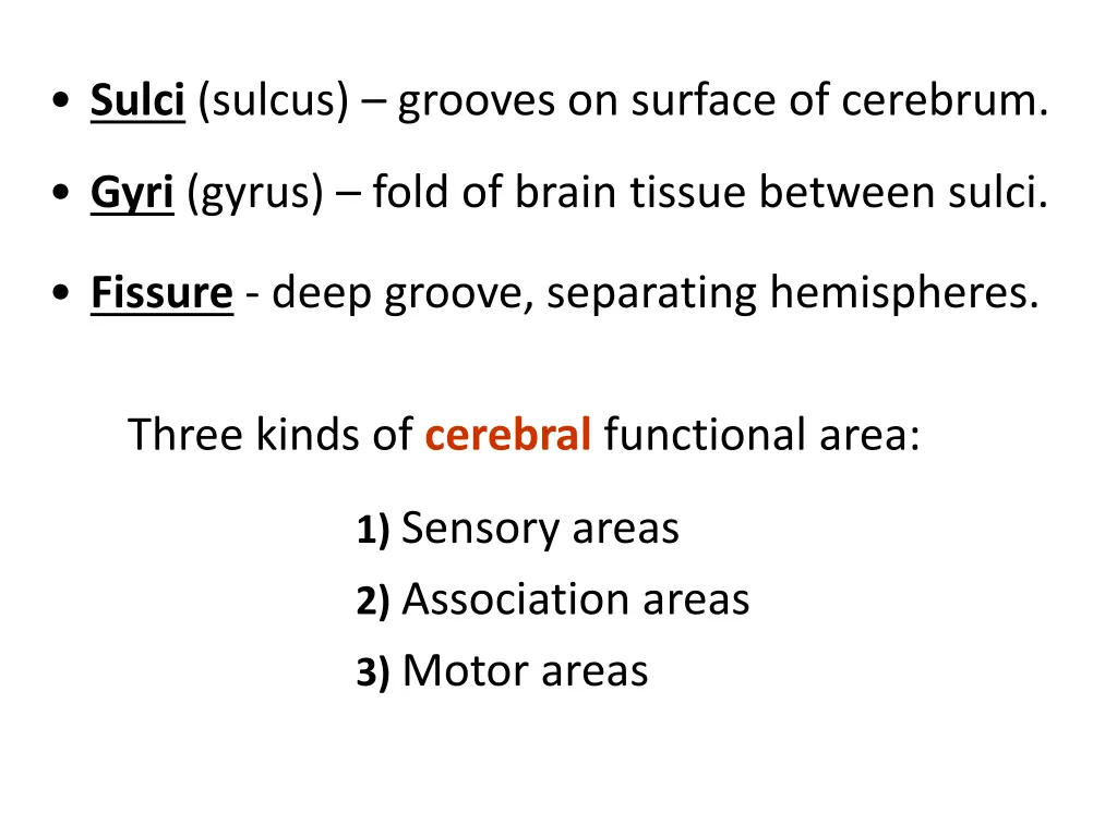 sulci sulcus grooves on surface of cerebrum