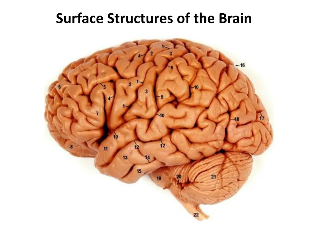 surface structures of the brain