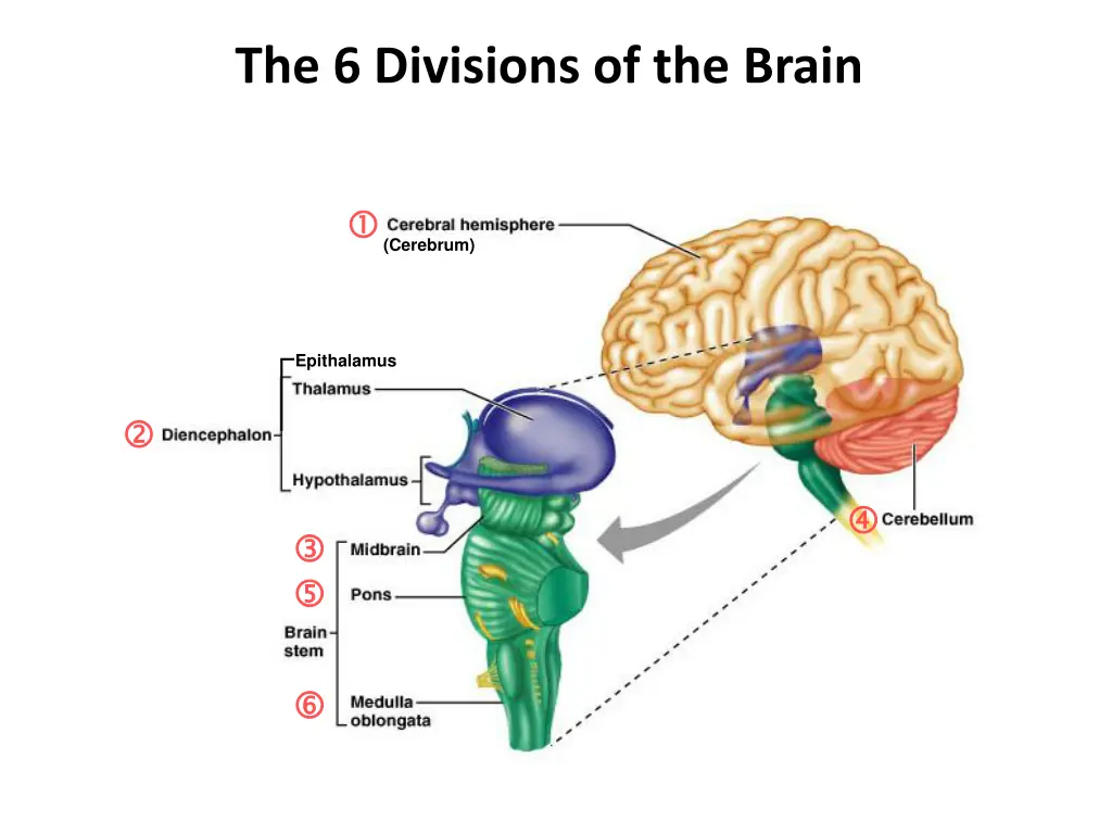 the 6 divisions of the brain