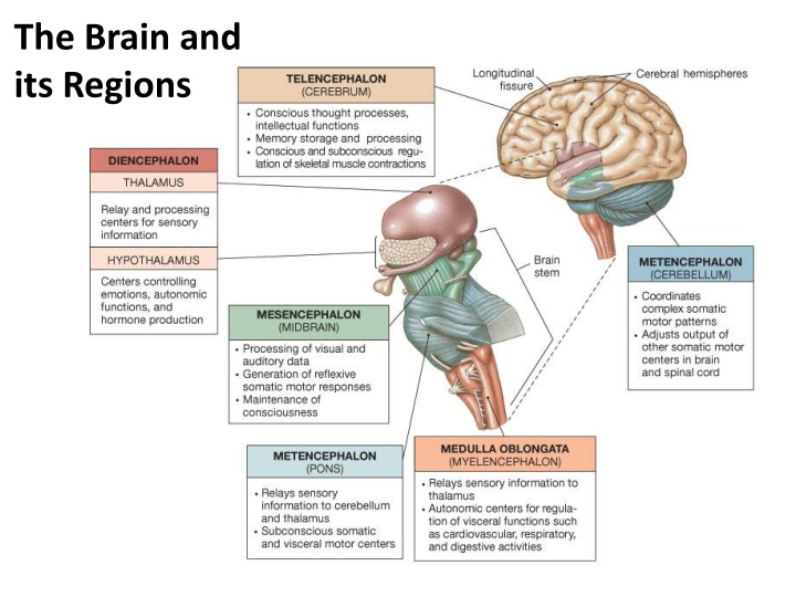 the brain and its regions