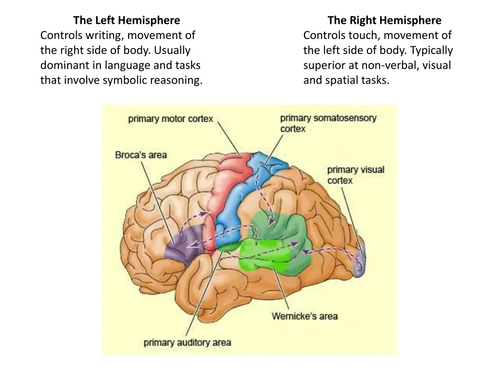 the left hemisphere controls writing movement