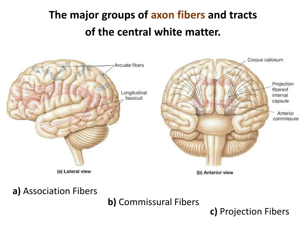 the major groups of axon fibers and tracts