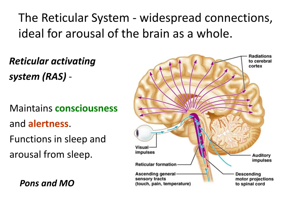 the reticular system widespread connections ideal