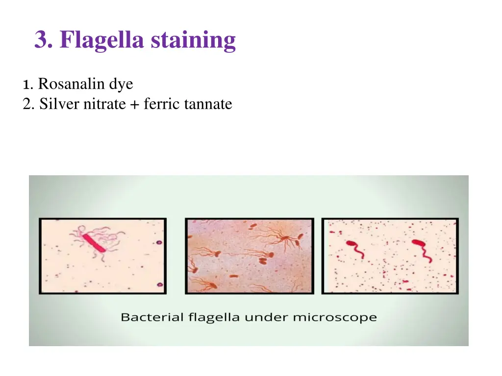 3 flagella staining