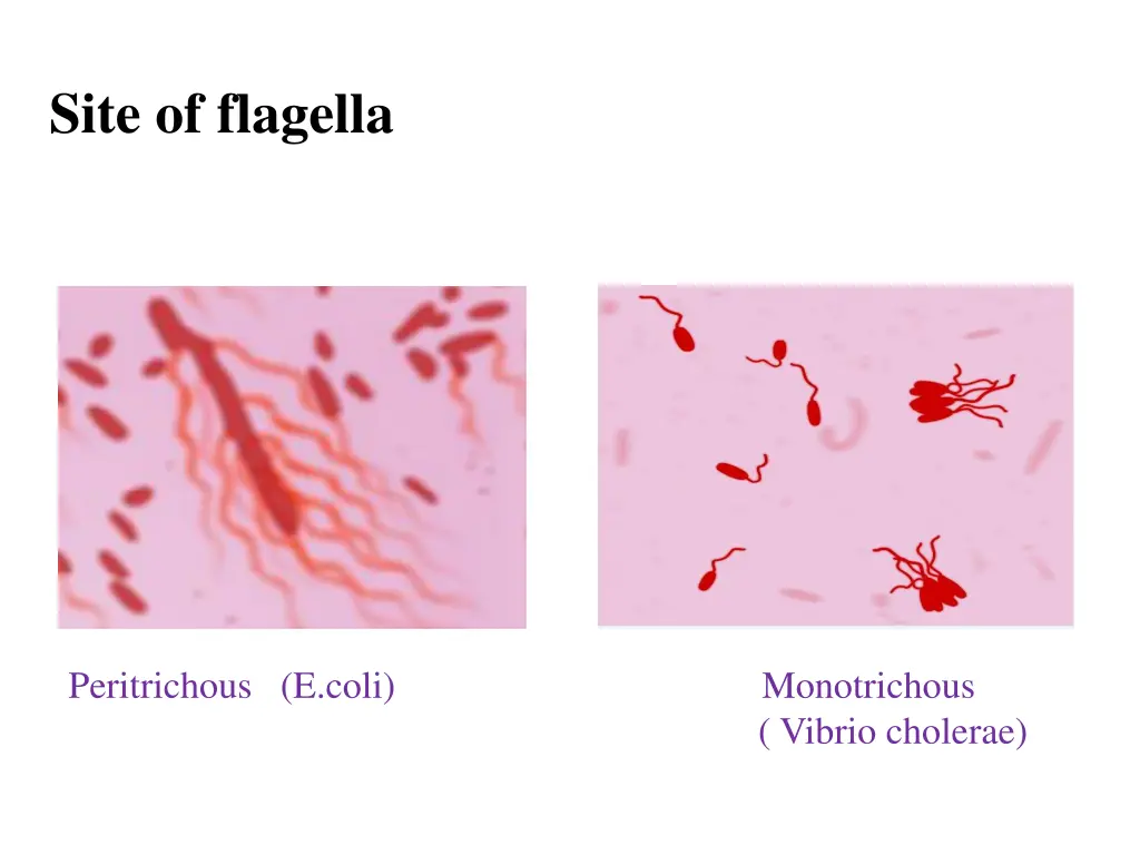 site of flagella 1