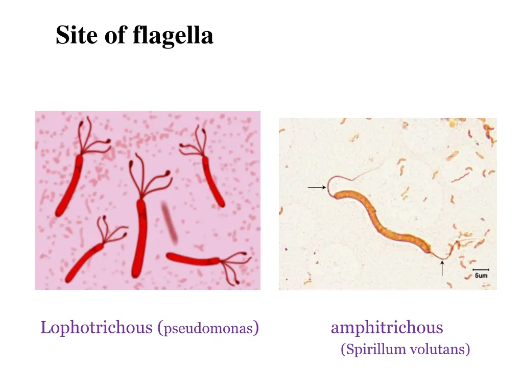 site of flagella