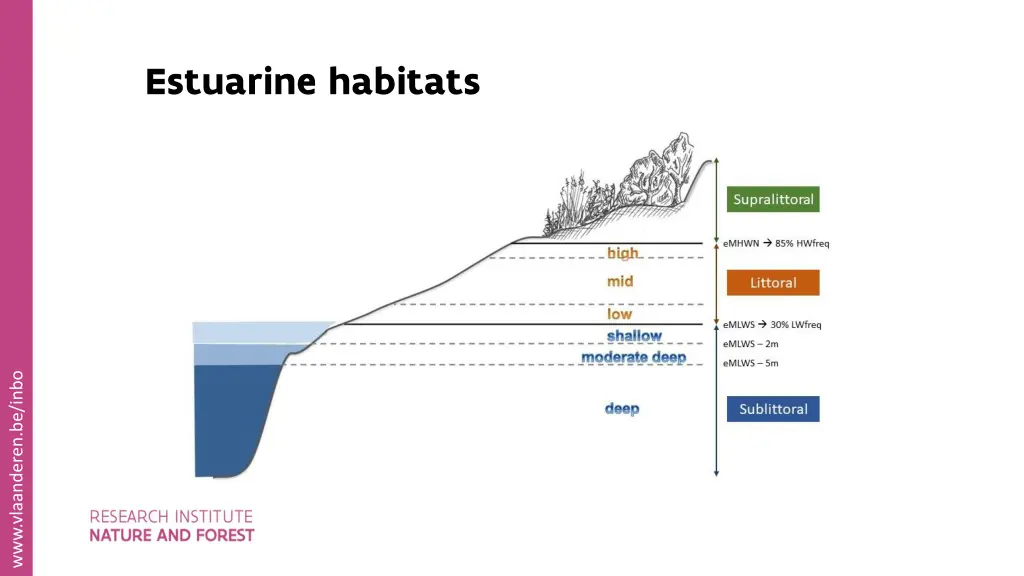 estuarine habitats