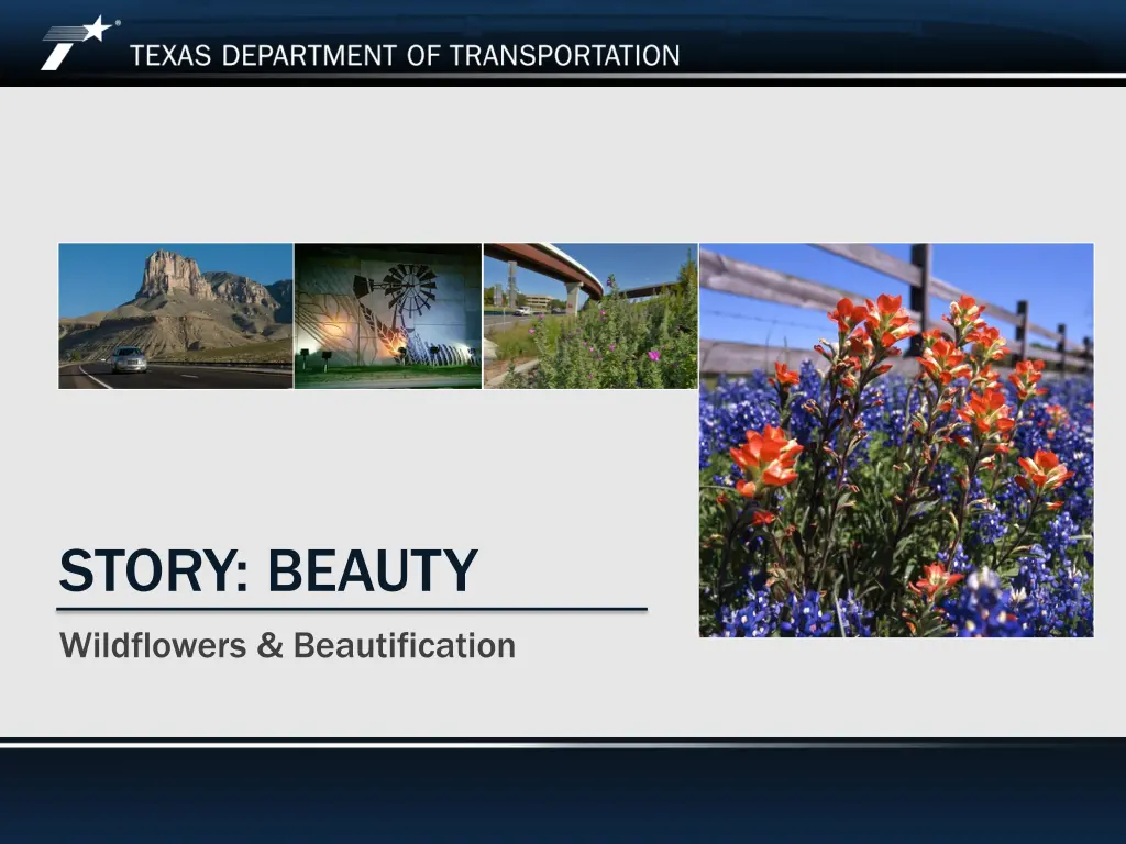 story beauty wildflowers beautification