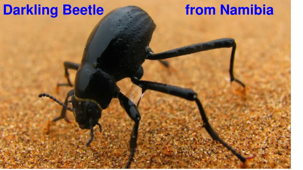 darkling beetle from namibia