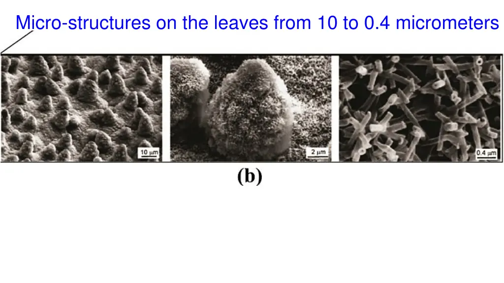 micro structures on the leaves from