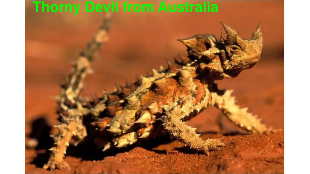 thorny devil from australia