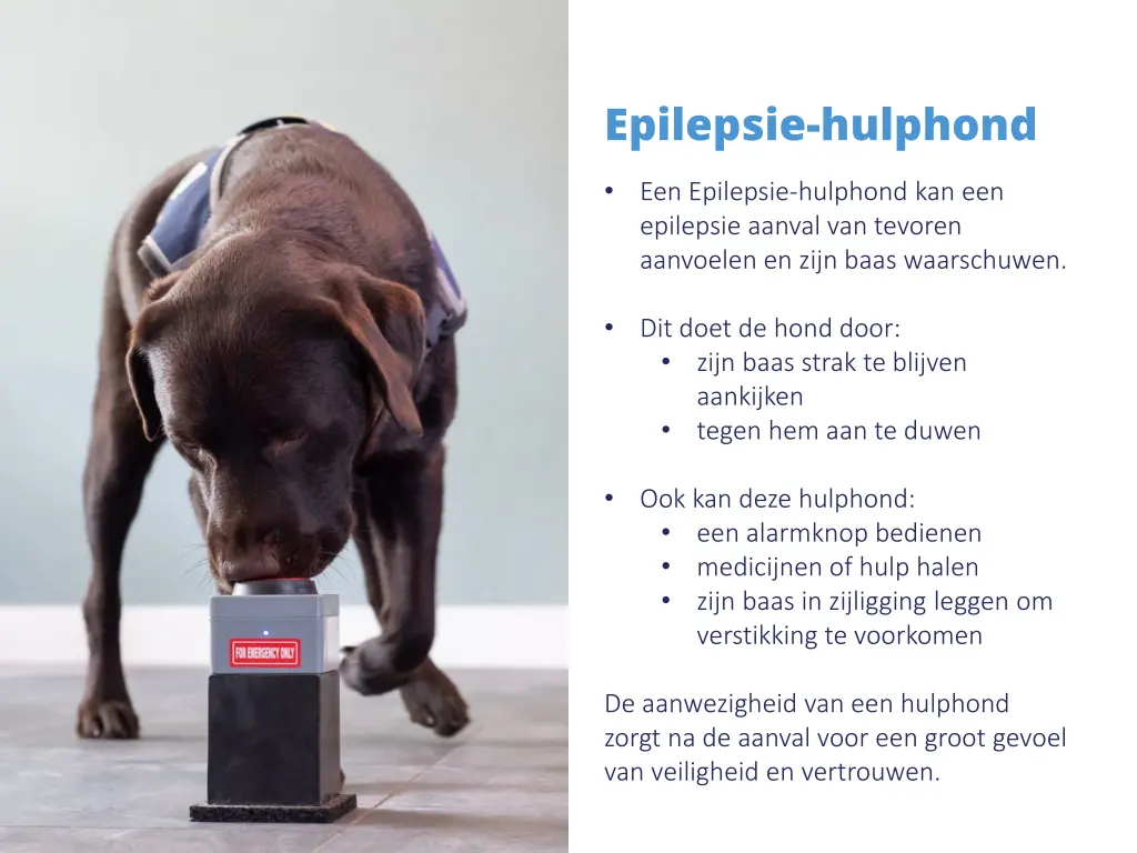 epilepsie hulphond