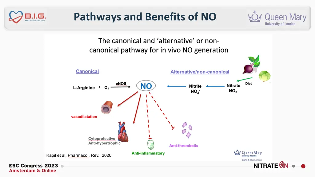 pathways and benefits of no