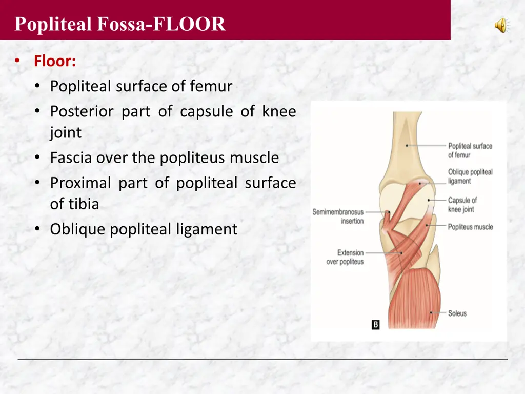 popliteal fossa floor