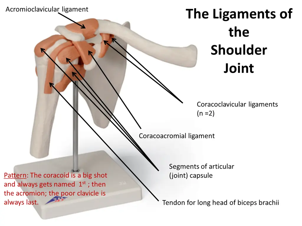 acromioclavicular ligament
