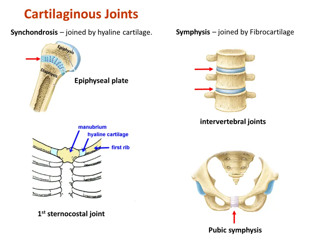 cartilaginous joints