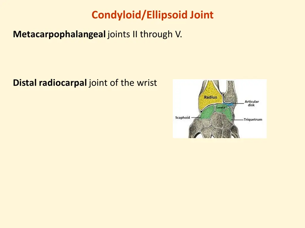 condyloid ellipsoid joint