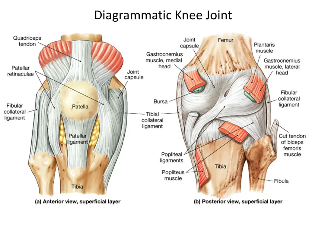 diagrammatic knee joint