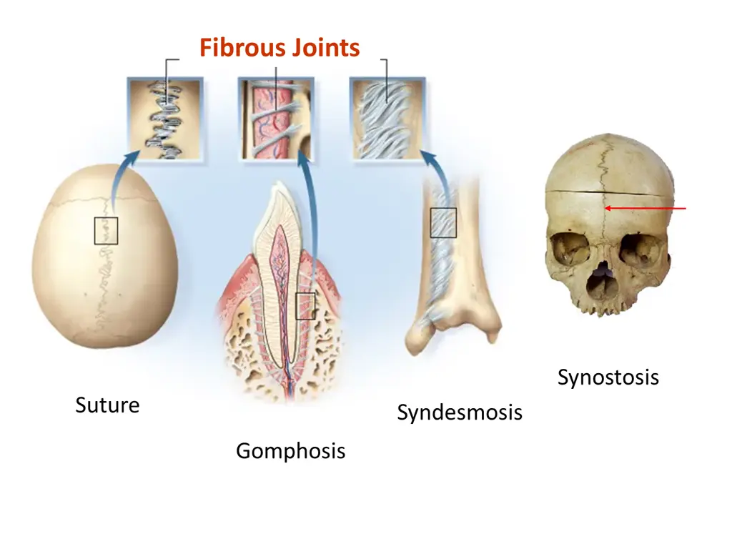 fibrous joints
