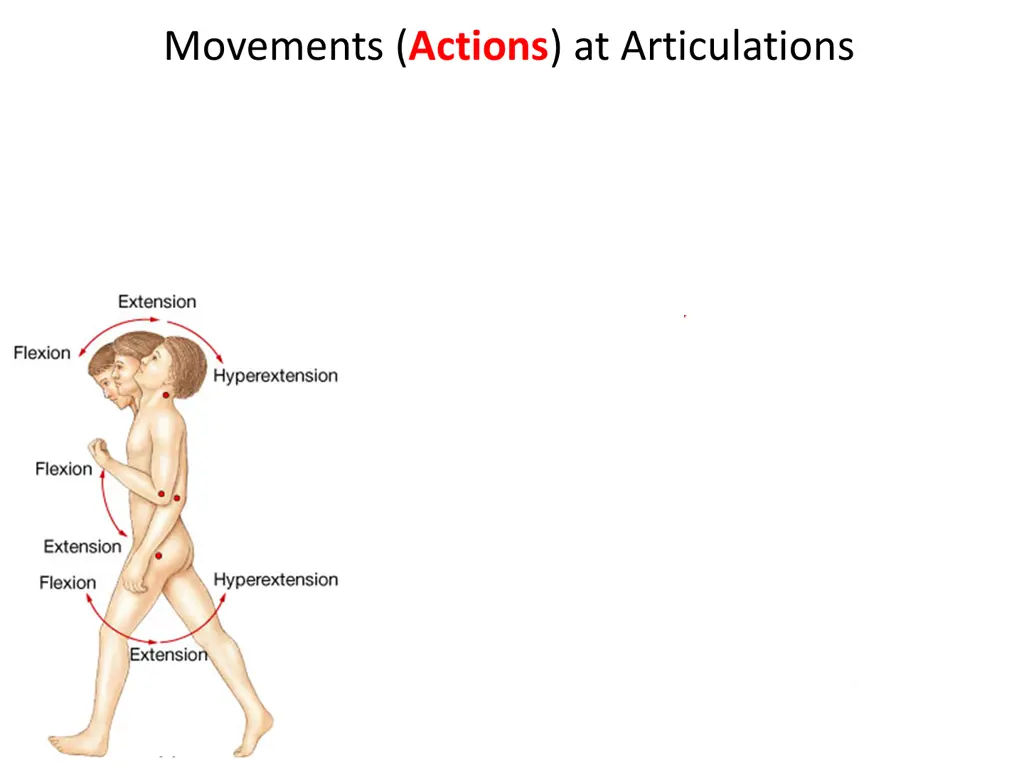 movements actions at articulations