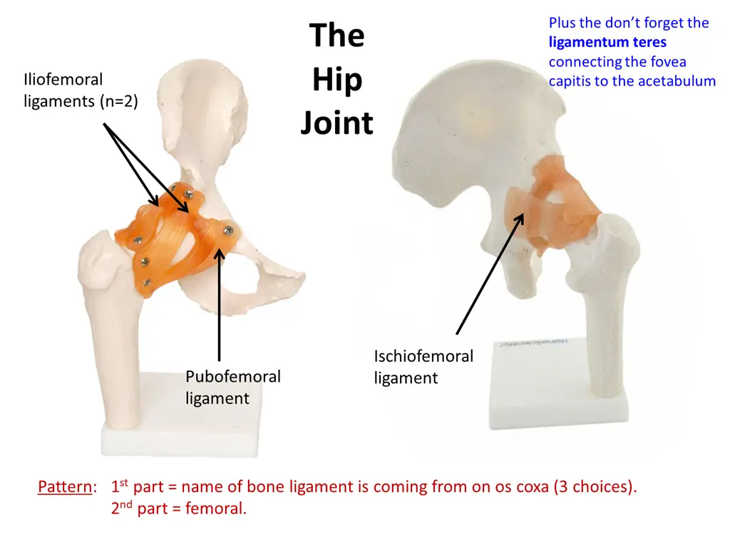 plus the don t forget the ligamentum teres