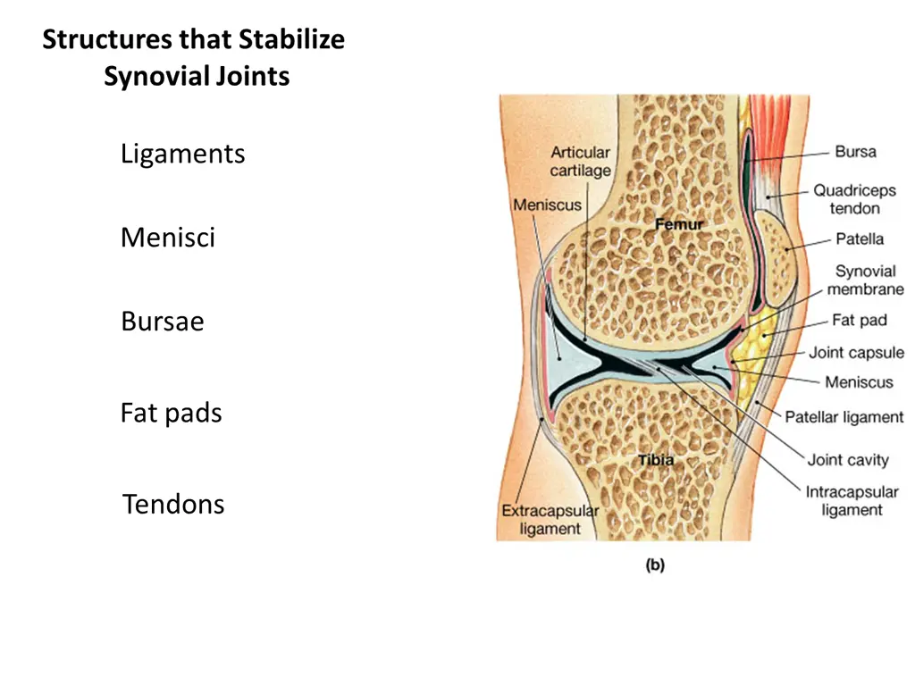 structures that stabilize synovial joints
