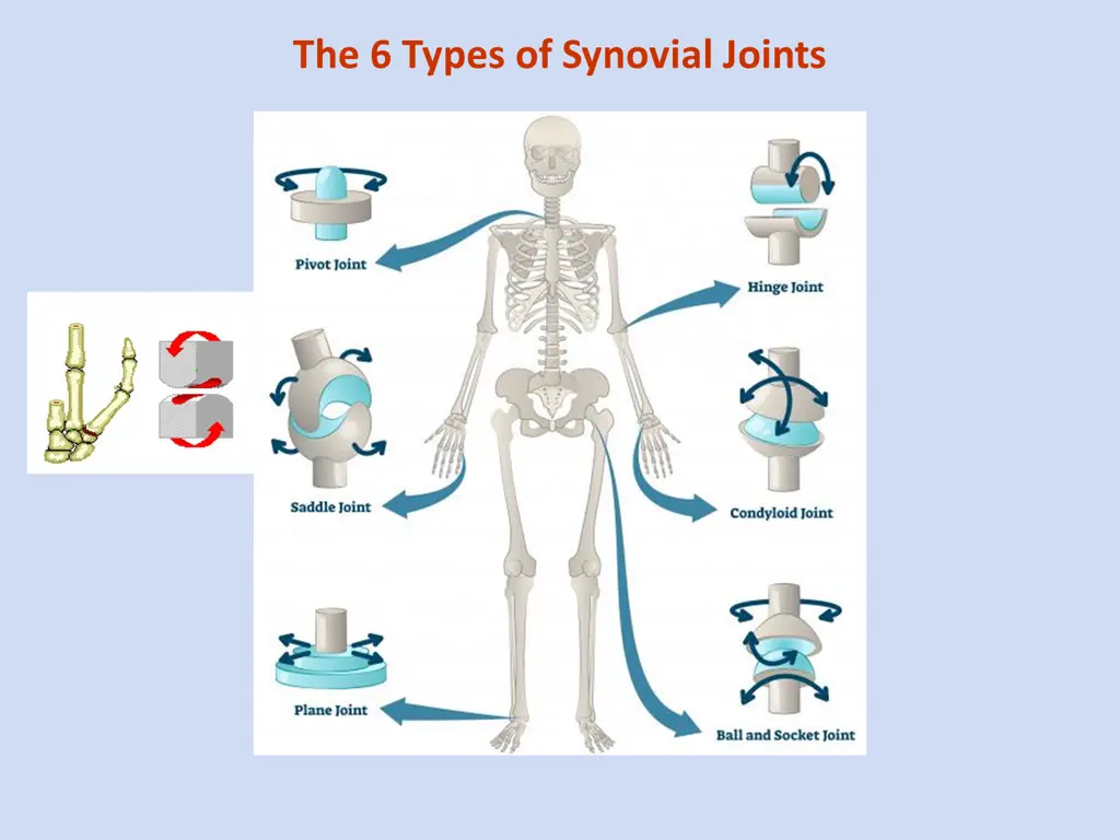 the 6 types of synovial joints