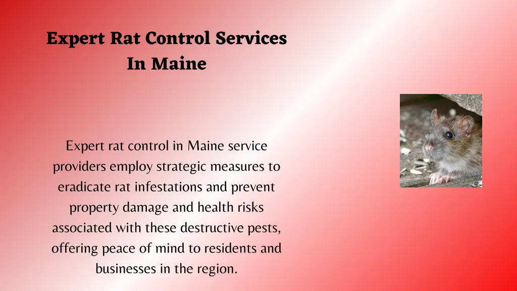 expert rat control services in maine