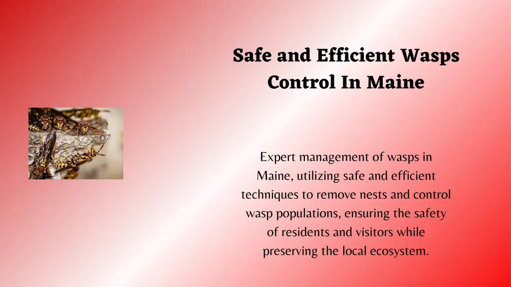 safe and efficient wasps control in maine