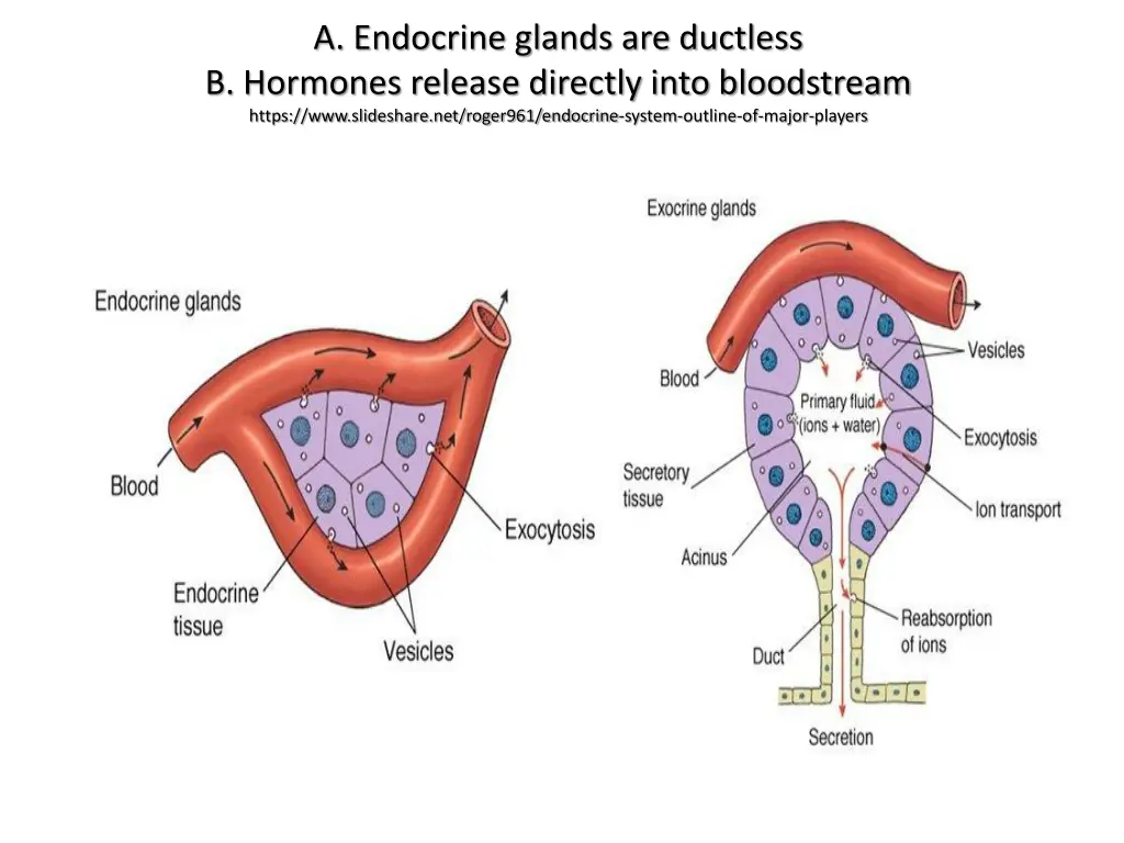 a endocrine glands are ductless b hormones